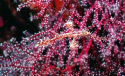Ghost pipefish, Loloata Island, PNG:  Housed Nikon F, 55 ... by Rick Tegeler 